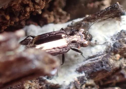 Réf. 333 598 : Notiophilus quadripunctatus